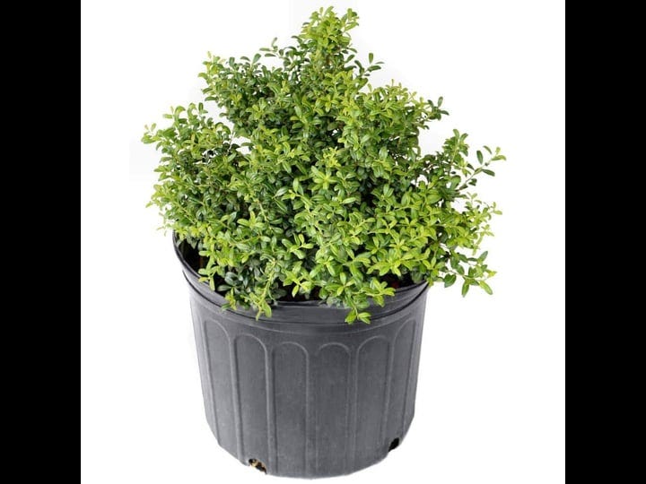 national-plant-network-2-25-gal-holly-soft-touch-shrub-1