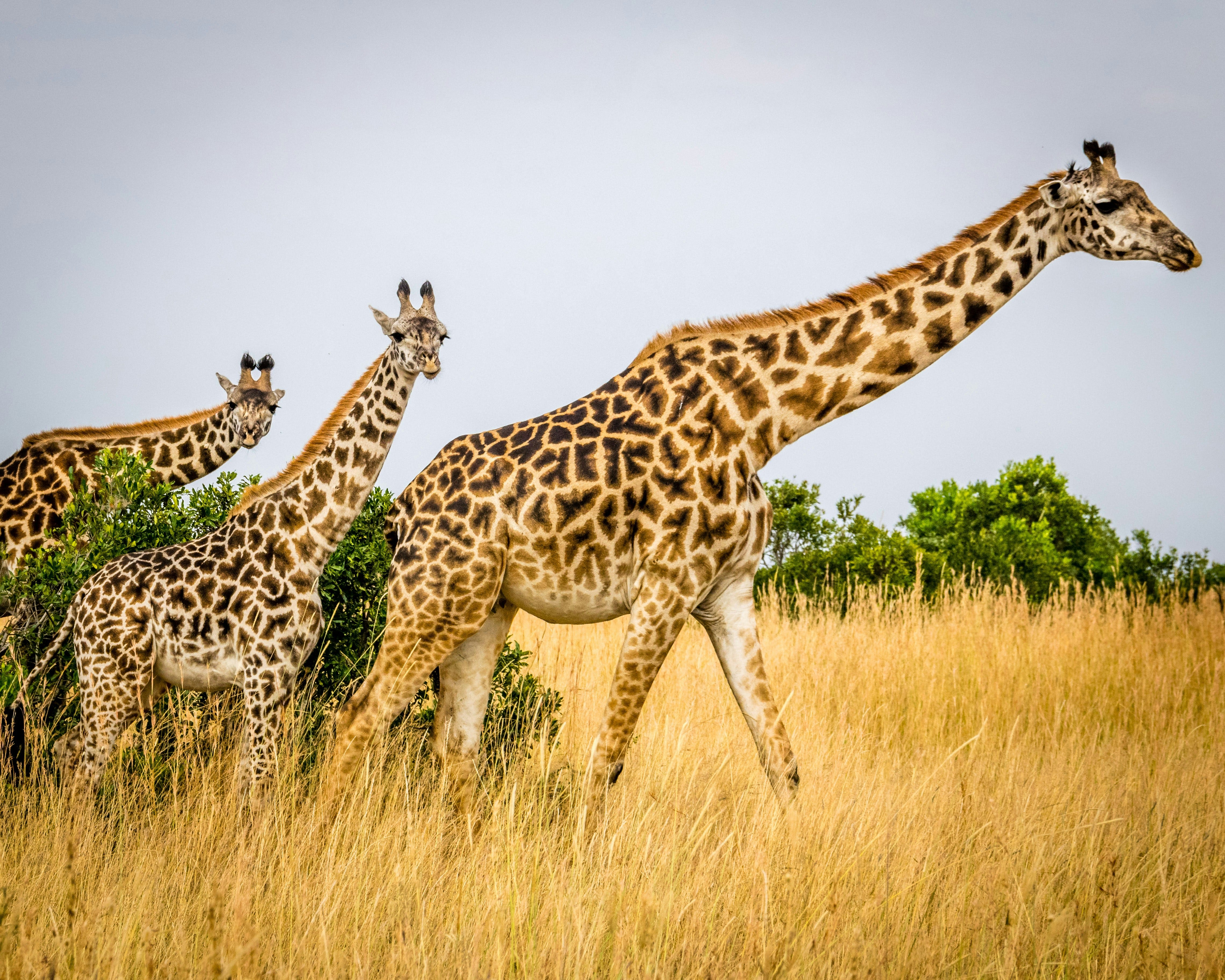 Wildlife Wonders: Exploring Zimbabwes National Parks