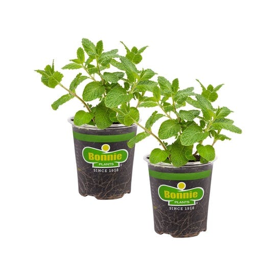 bonnie-plants-19-3-oz-sweet-mint-2-pack-1