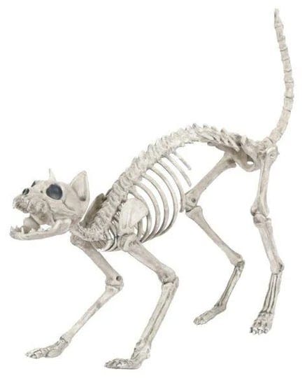 skeleton-animal-life-size-cat-skeleton-1