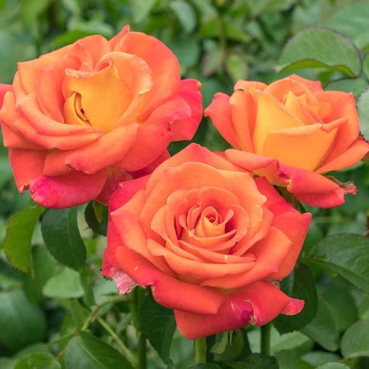 spring-hill-nurseries-1-pack-in-bare-root-orange-flowering-burst-of-joy-floribunda-rose-86286-1