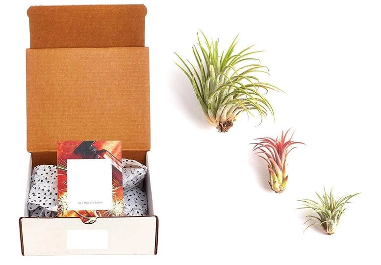 home-botanicals-ionantha-air-plant-collection-of-3-1