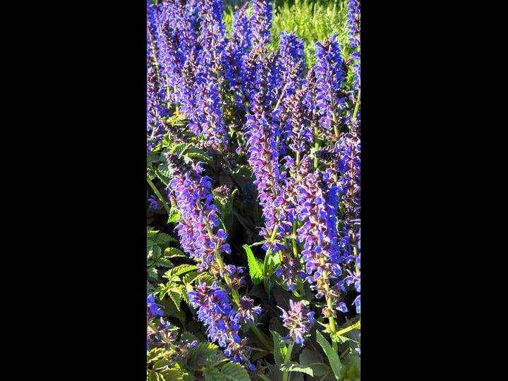 salvia-nemerosa-may-night-meadow-sage-perennial-purple-flowers-1-size-container-1