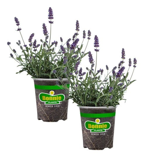 bonnie-plants-19-3-oz-lavender-2-pack-1