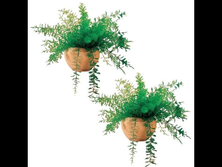mysterious-air-fern-set-of-2-water-soil-free-house-plant-1