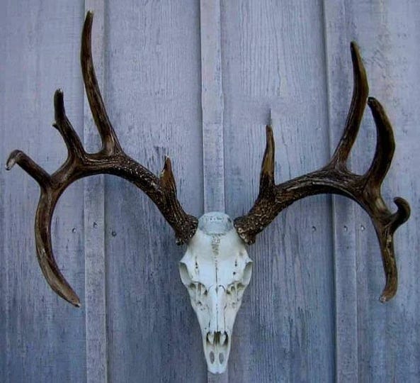 cast-whitetail-deer-european-mount-1