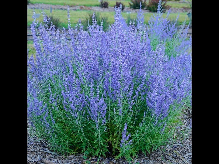 blue-jean-baby-sage-dormant-bare-root-perennial-plant-1-pack-1