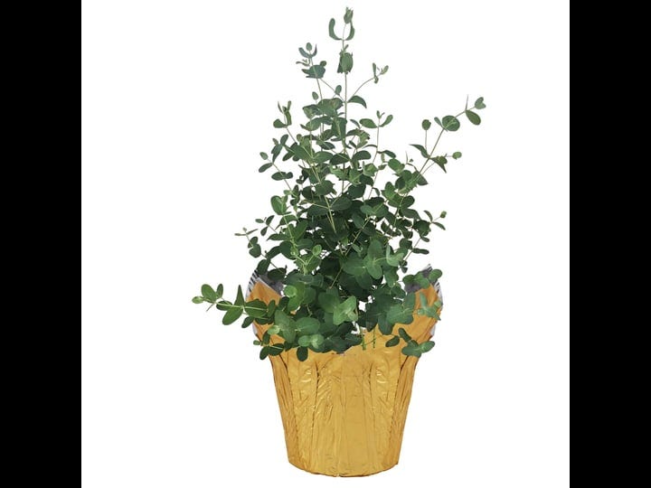 the-three-company-live-aromatic-and-healthy-herb-eucalyptus-improves-air-quality-wrapped-in-deco-cov-1