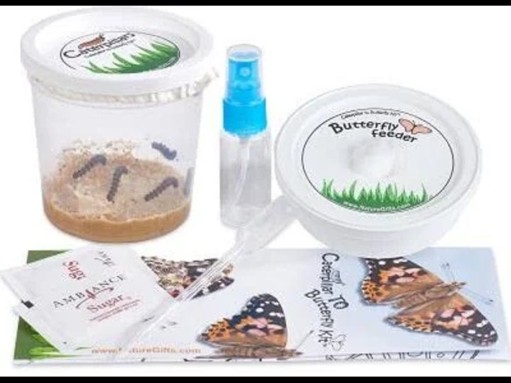 nature-gift-store-5-live-caterpillars-shipped-now-butterfly-kit-refill-1