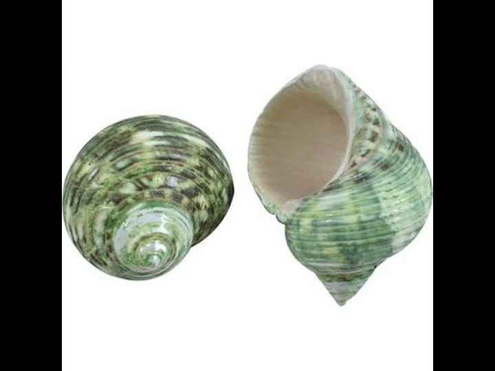 10-green-turbo-polished-shells-2-3-inch-set-of-11