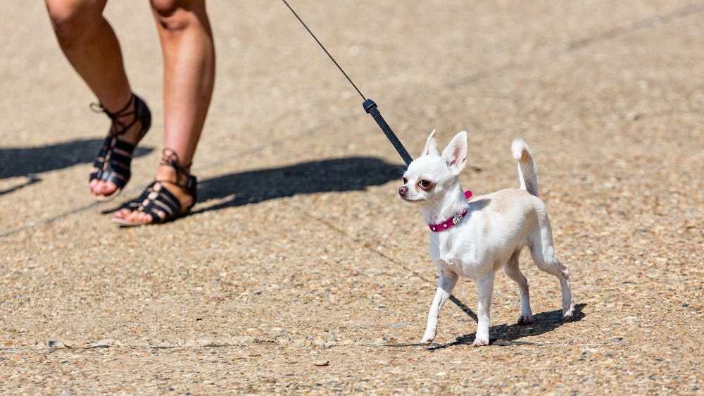 How Far Can a Chihuahua Walk: Vital Tips for Pet Owners