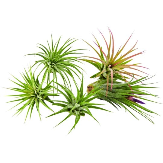 it-blooms-5-pack-tillandsia-air-plants-assorted-ionantha-species-easy-care-house-plants-30-day-guara-1