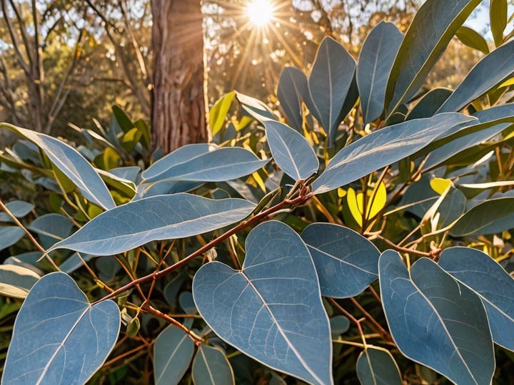 Eucalyptus-Plants-6