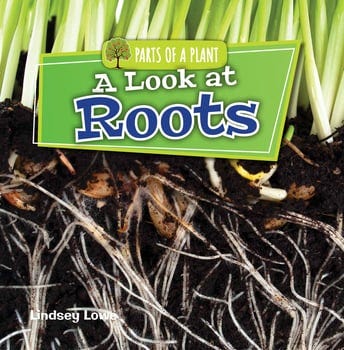 a-look-at-roots-3316649-1