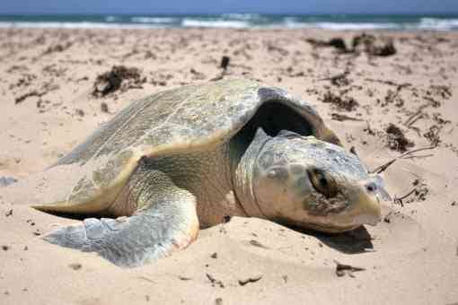 2006.05.19 - Kemp’s Ridley Sea Turtle - Padre Island National Seashore - Texas - NPS Photo