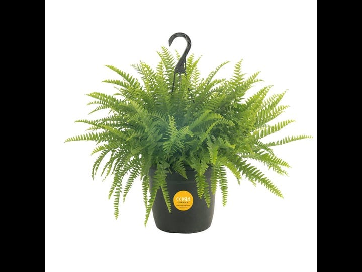 costa-farms-live-indoor-20in-tall-boston-fern-plant-in-10in-hanging-basket-1