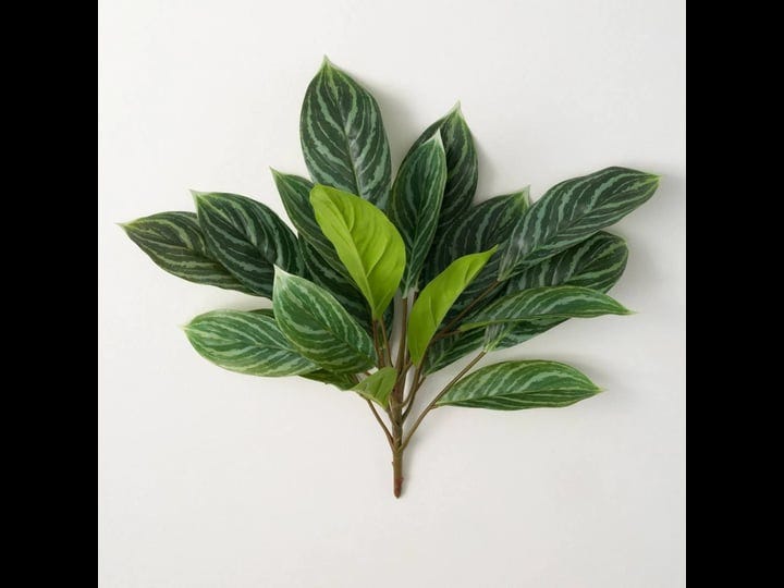 21-variegated-green-spathiphyllum-green-birch-lane-1