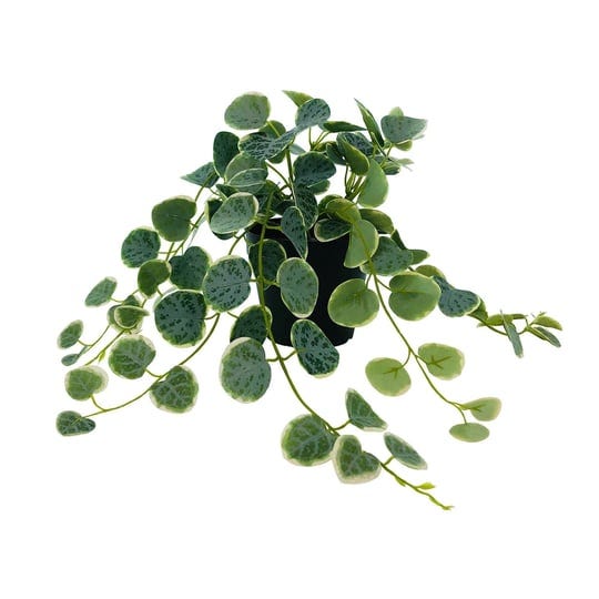 14-potted-green-dripping-peperomia-plant-by-ashland-michaels-1