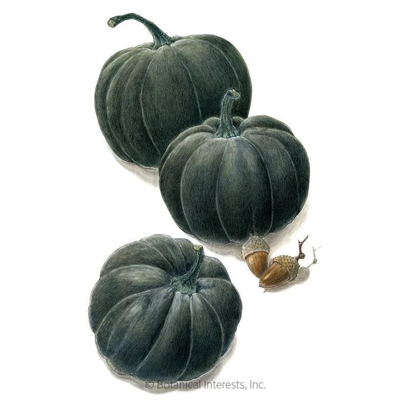 Striking Black Cat Pumpkins for Festive Decor | Image