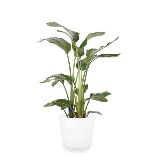 costa-farms-white-bird-of-paradise-indoor-plant-in-10-in-grower-pot-avg-shipping-height-2-3-ft-tall-1