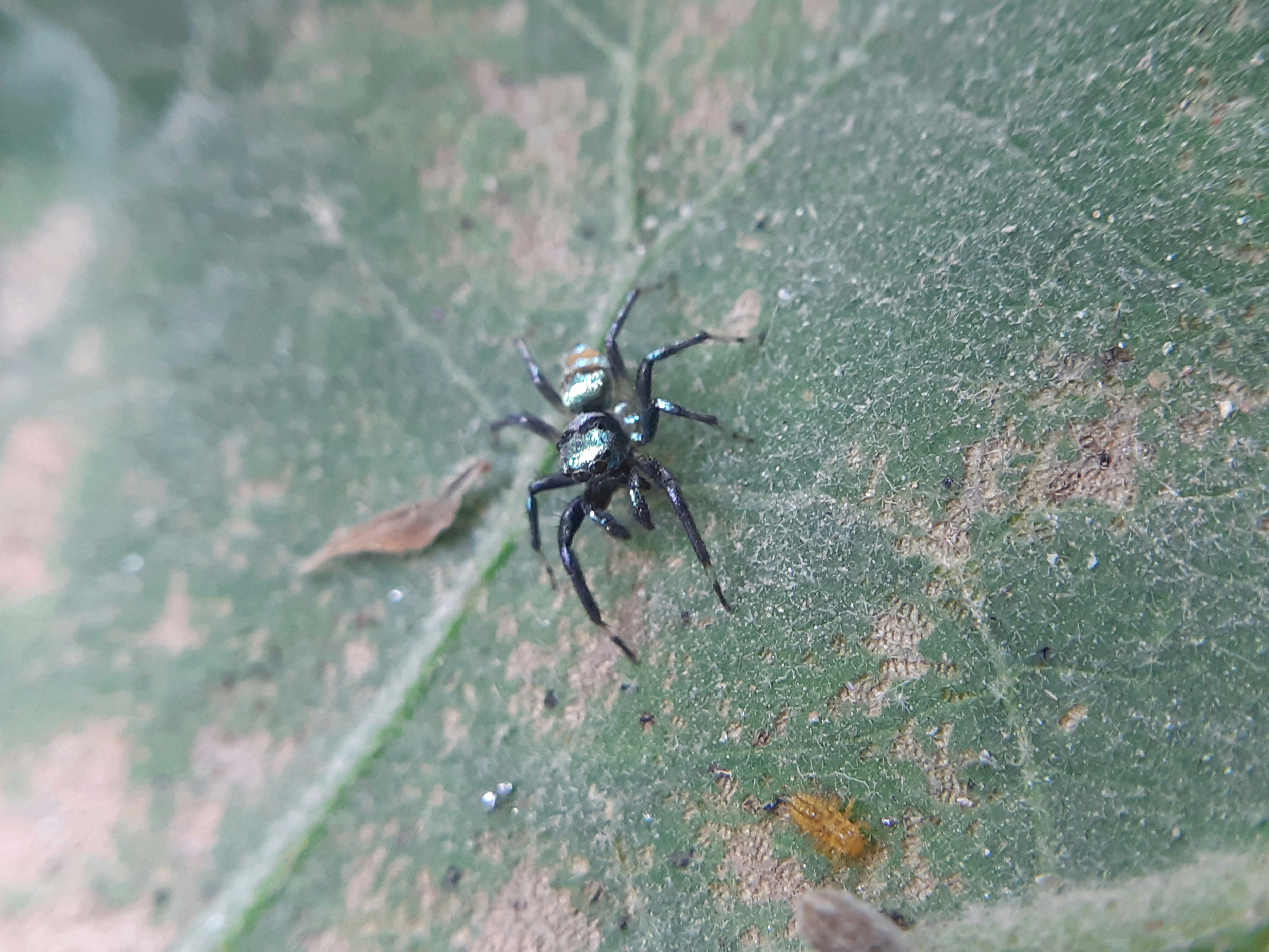 a close up of a spider on a leaf