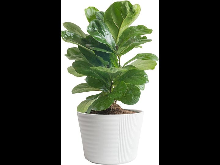 costa-farms-ficus-lyrata-fiddle-leaf-fig-tree-live-indoor-plant-growers-pot-1