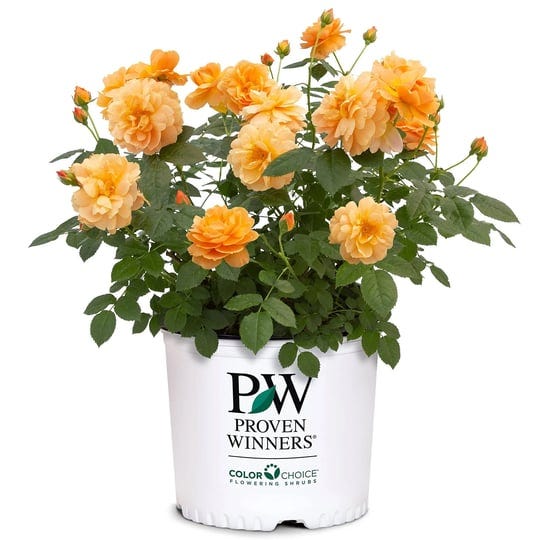 proven-winner-at-last-rose-2-gallon-sunset-orange-1