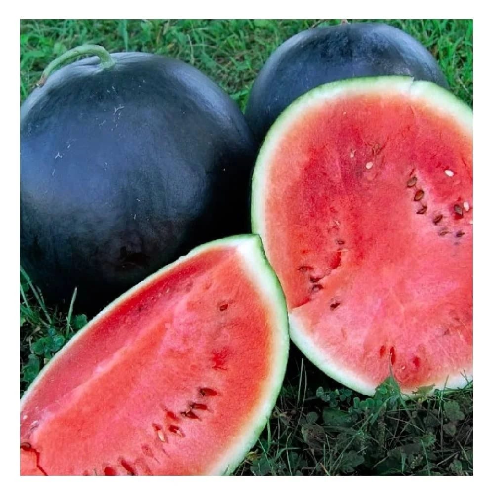 Black Diamond Watermelon Seeds - Heirloom, Non-GMO, 25 Seeds | Image