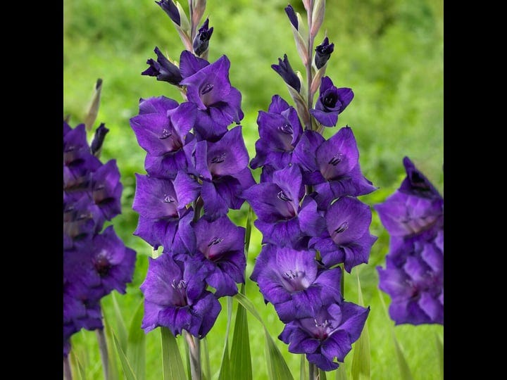 garden-state-bulb-gladiolus-purple-flora-flower-bulbs-12-14cm-bag-of-31