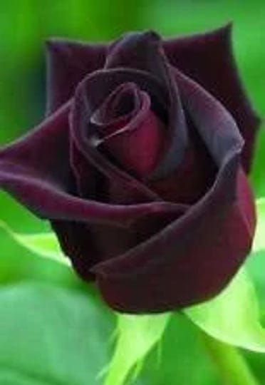 10-dark-purple-rose-ct-flower-bush-perennial-shrub-garden-exotic-garden-1
