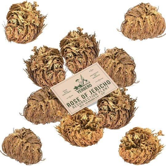 yerbero-10-pack-big-rose-jericho-dried-flower-2-5-3-5-selaginella-lepidophylla-resurrection-plant-ju-1