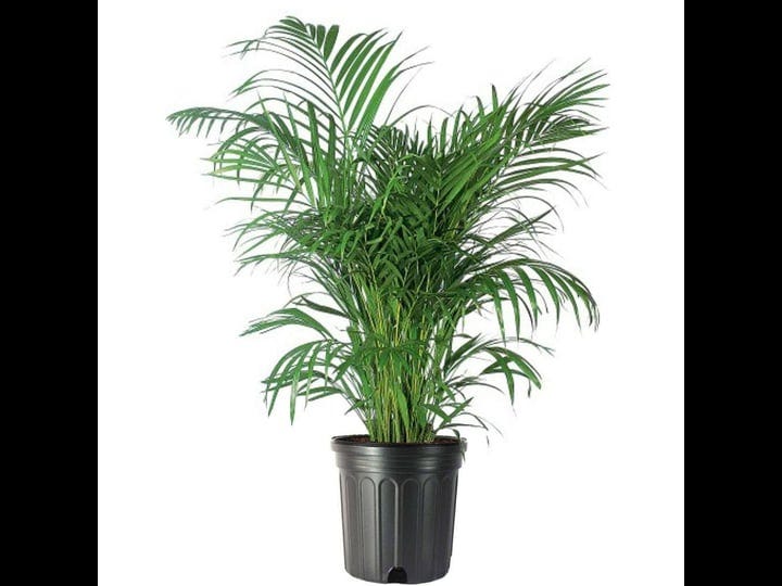 american-plant-exchange-areca-palm-tree-live-plant-10-pot-air-purifying-indoor-houseplant-1