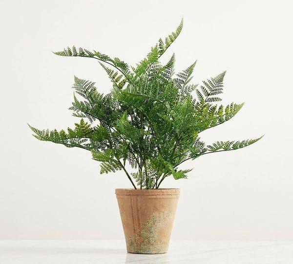 faux-potted-japanese-climbing-fern-21-pottery-barn-1