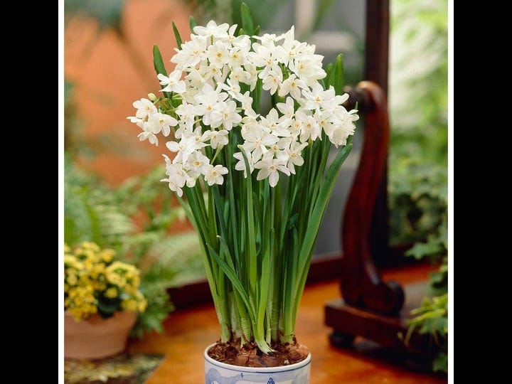 10-ziva-paperwhites-flower-bulbs-14-15cm-bulbs-1