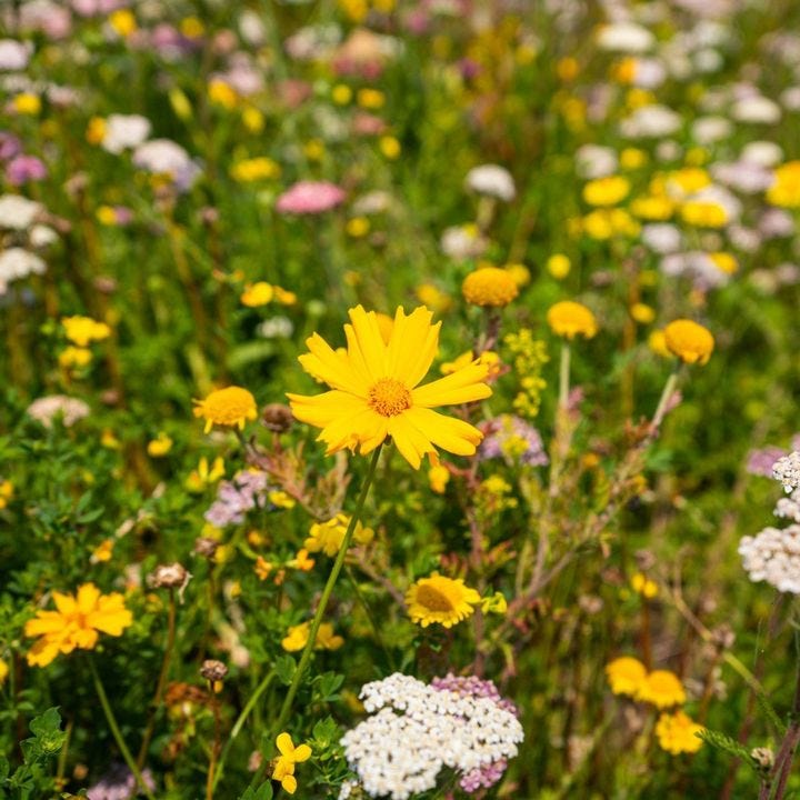 Indian Summer Turf Meadow