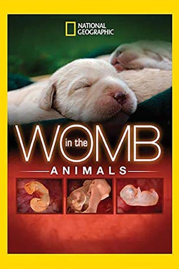 animals-in-the-womb-8046769-1