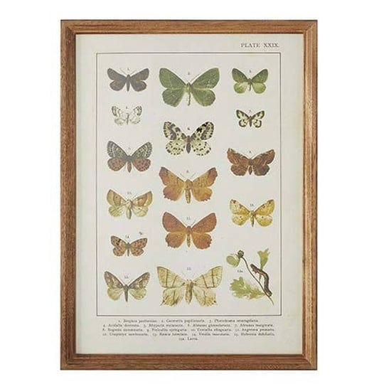 raz-imports-natural-surroundings-21-5-butterfly-chart-framed-print-1