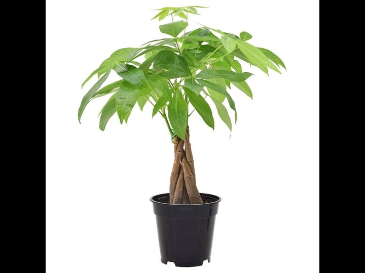 4-live-money-tree-in-pot-arcadia-garden-products-1