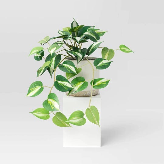 small-marble-pothos-plant-threshold-1