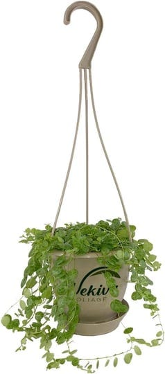 wekiva-foliage-enchanting-string-of-turtles-hanging-basket-live-plant-in-a-4-5-in-hanging-nursery-po-1