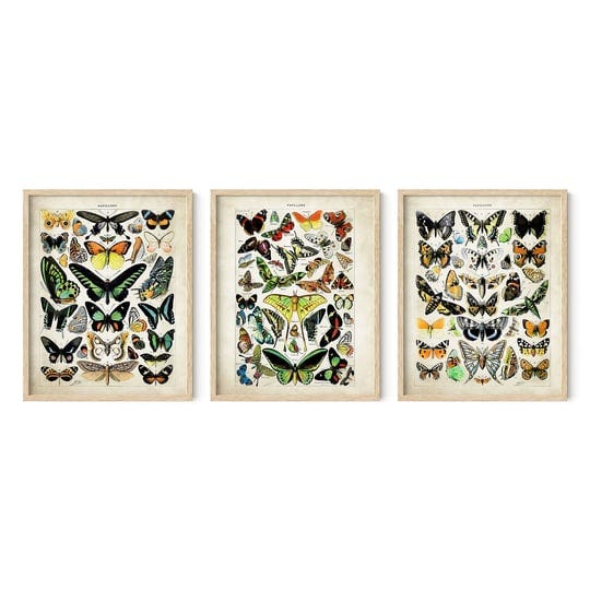 haus-and-hues-butterfly-poster-vintage-set-of-3-vintage-butterfly-poster-butterfly-wall-art-vintage--1