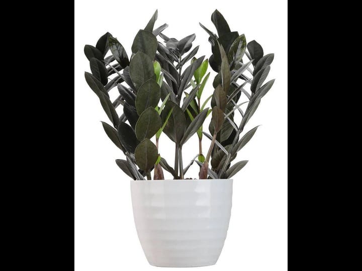 lowes-raven-house-plant-in-1-4-quart-planter-nursery-1