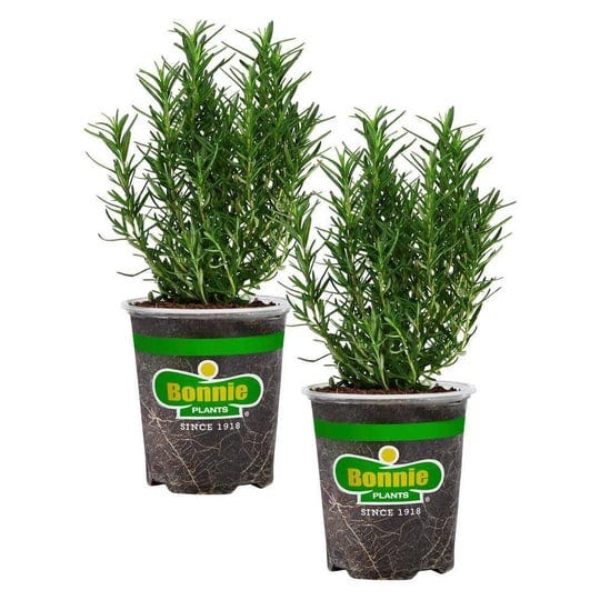 bonnie-plants-19-3-oz-rosemary-2-pack-1