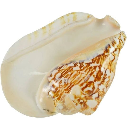 broad-pacific-conch-decorative-seashell-polished-tabletop-decor-6-inch-and-up-1