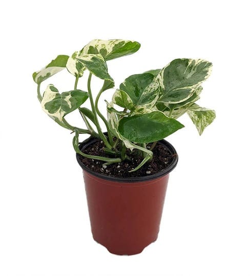 n-joy-pothos-epipremnum-aureum-4-pot-good-in-low-light-1