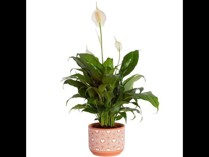 costa-farms-spathiphyllum-peace-lily-live-indoor-plant-in-premium-scheurich-ceramic-planter-15-inch-1