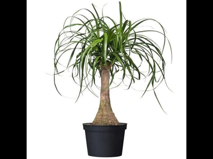 american-plant-exchange-pony-tail-palm-tree-6-inch-pot-live-indoor-houseplant-pet-safe-plant-delight-1