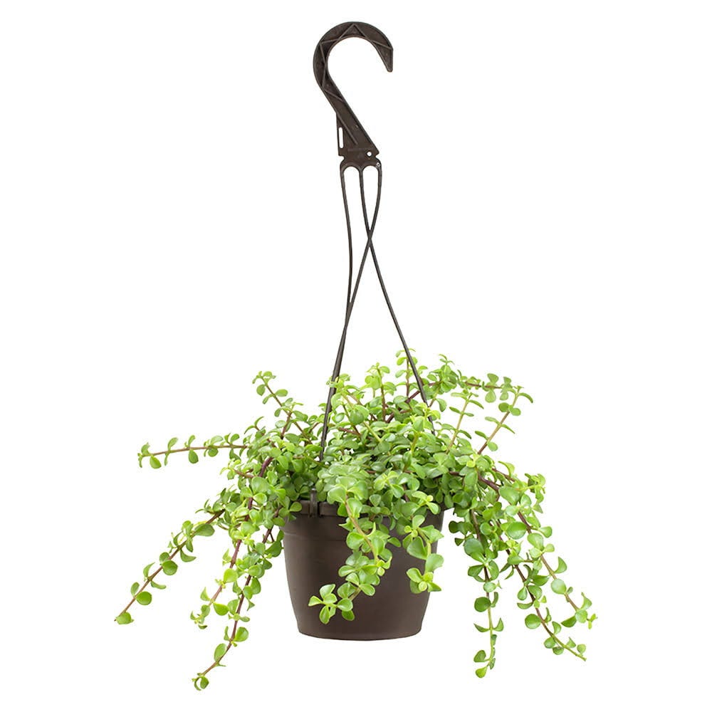 Live Portulacaria Afra Hanging Succulent for Indoor Decoration | Image