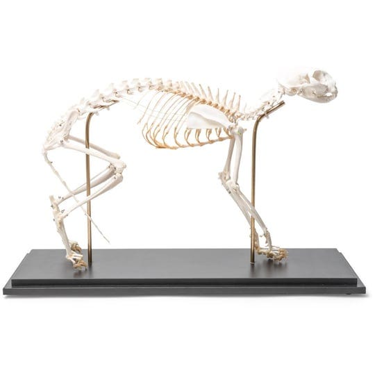 cat-skeleton-felis-catus-flexibly-mounted-specimen-1