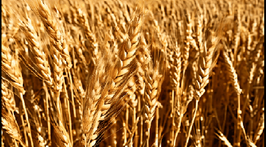 Wheat-Chain-1